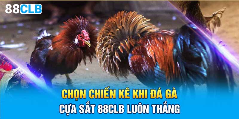 Chọn chiến kê khi đá gà cựa sắt 88CLB luôn thắng