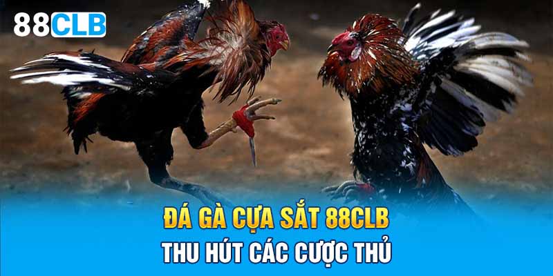 Đá gà cựa sắt 88CLB thu hút các cược thủ