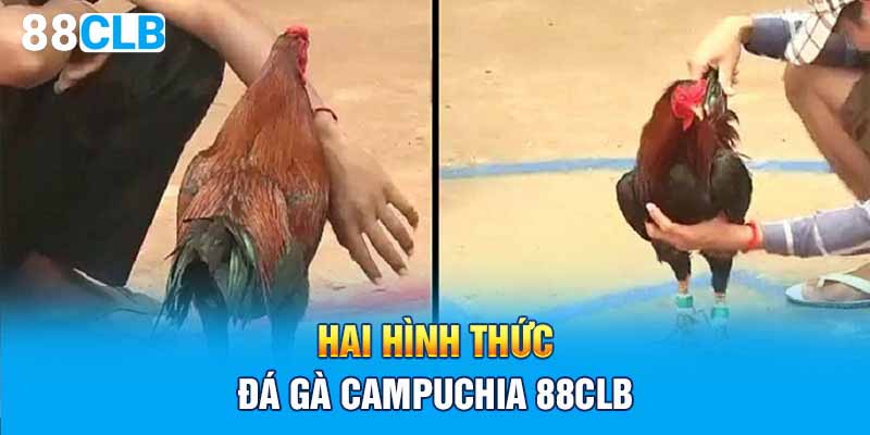 Hai hình thức đá gà Campuchia 88CLB