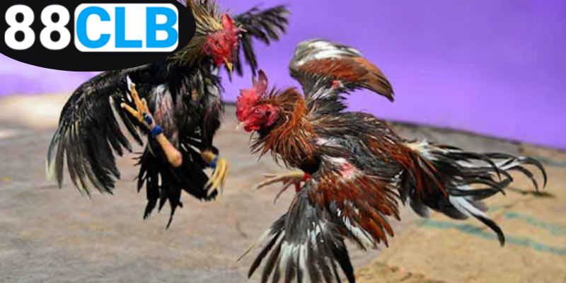 chia-se-meo-da-ga-giup-ban-thang-lon
